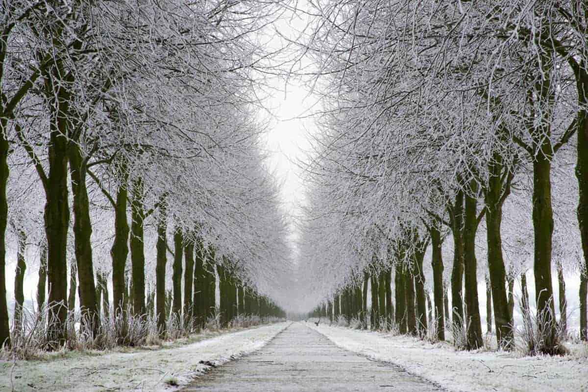 Rij met bomen - Fototip fotograferen tijdens winter