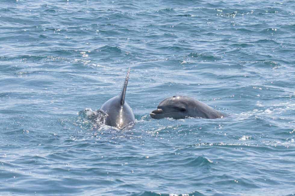 De meest geziene dolfijnensoorten tijdens boottochten zijn vaak de tuimelaars.