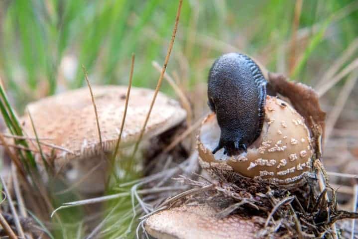 Hoe fotografeer je een paddenstoel