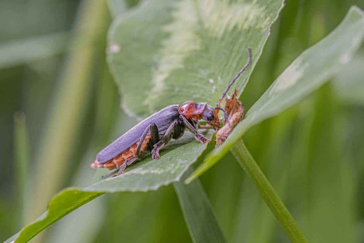 Macro Fotoweekend Limburg Fotoweekend Limburg