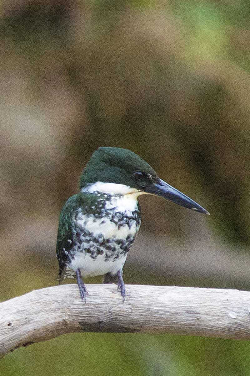 Amazone IJsvogel in Caño Negro - Costa Rica Amazone IJsvogel in Caño Negro - Costa Rica