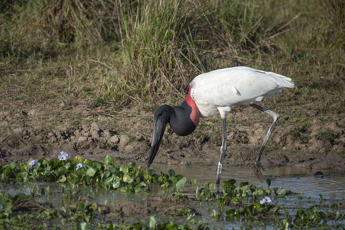 Brazilie Pantanal Jabiroe Brazilie Pantanal Jabiroe