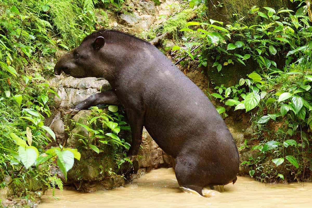 Brazilie Pantanal Tapir Brazilie Pantanal Tapir