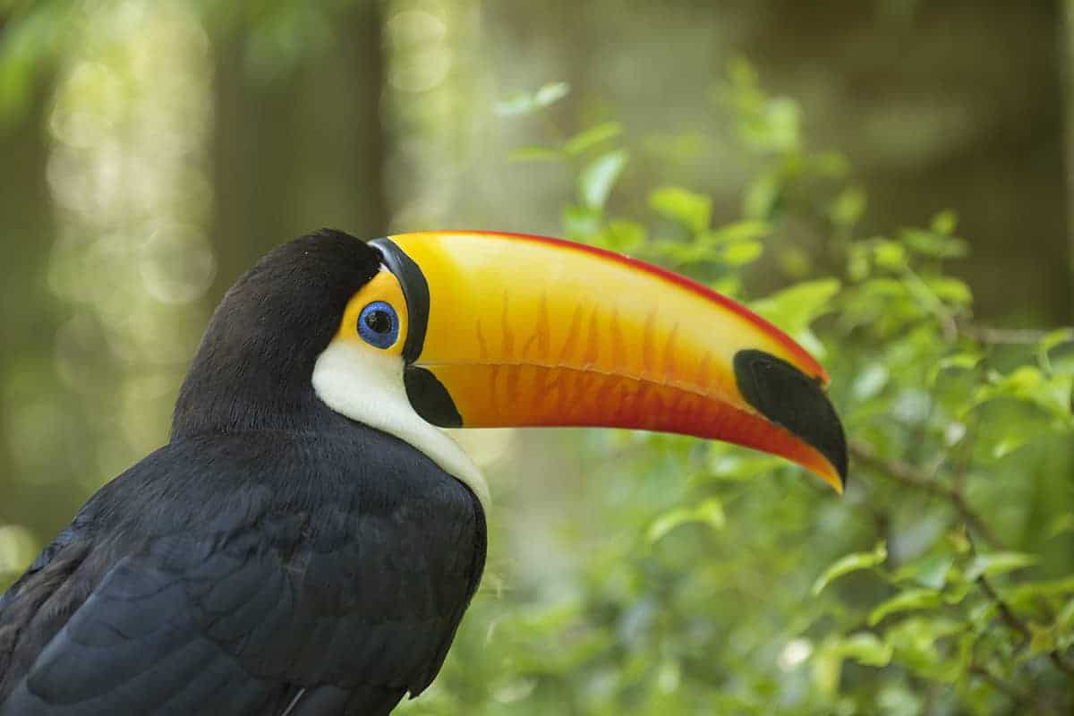 Brazilie Pantanal Toco Toekan Brazilie Pantanal Toco Toekan