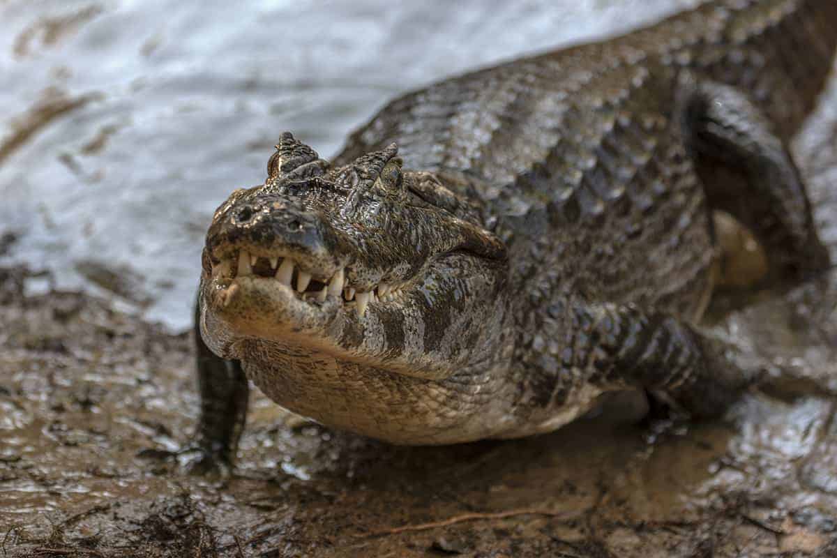 Brazilie Pantanal Yacare Kaaiman Brazilie Pantanal Yacare Kaaiman