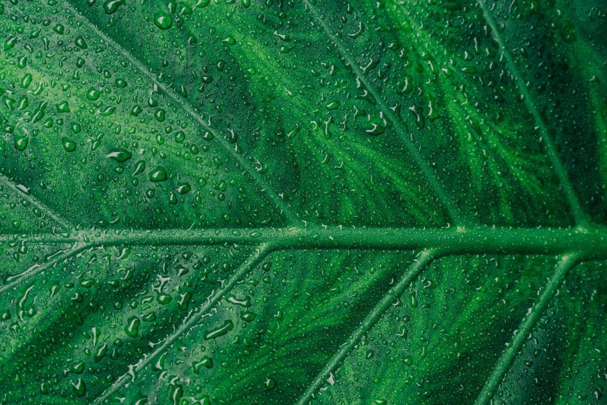 CO2 compensatie fotoreis CO2 compensatie fotoreis