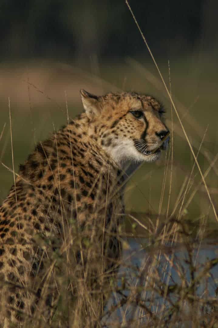 Cheeta in het hoge gras