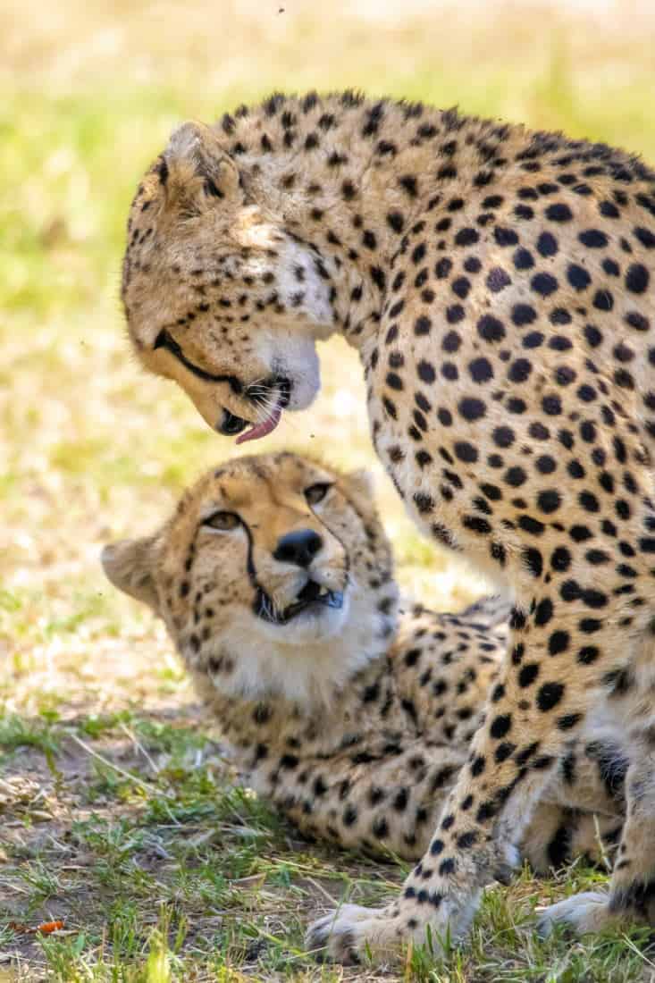 Cheeta tijdens fotoreizen Kenia Tanzania Cheeta tijdens fotoreizen Kenia Tanzania