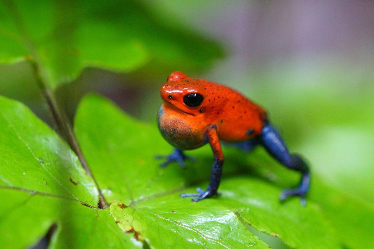 Fotografie reizen Jeanskikker, een rode kikker met ene 'blauw' broekje aan op een groen blad.