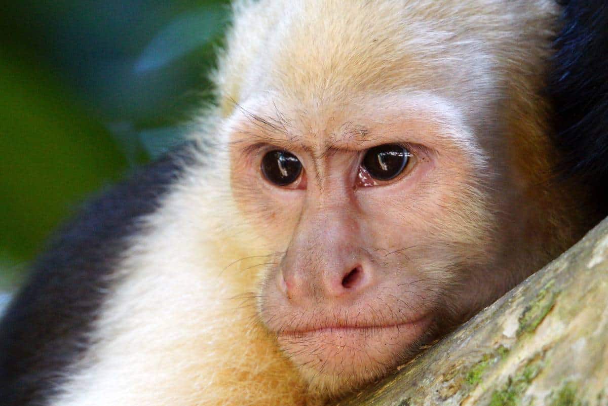 Close-up van een jonge capucijneraap.