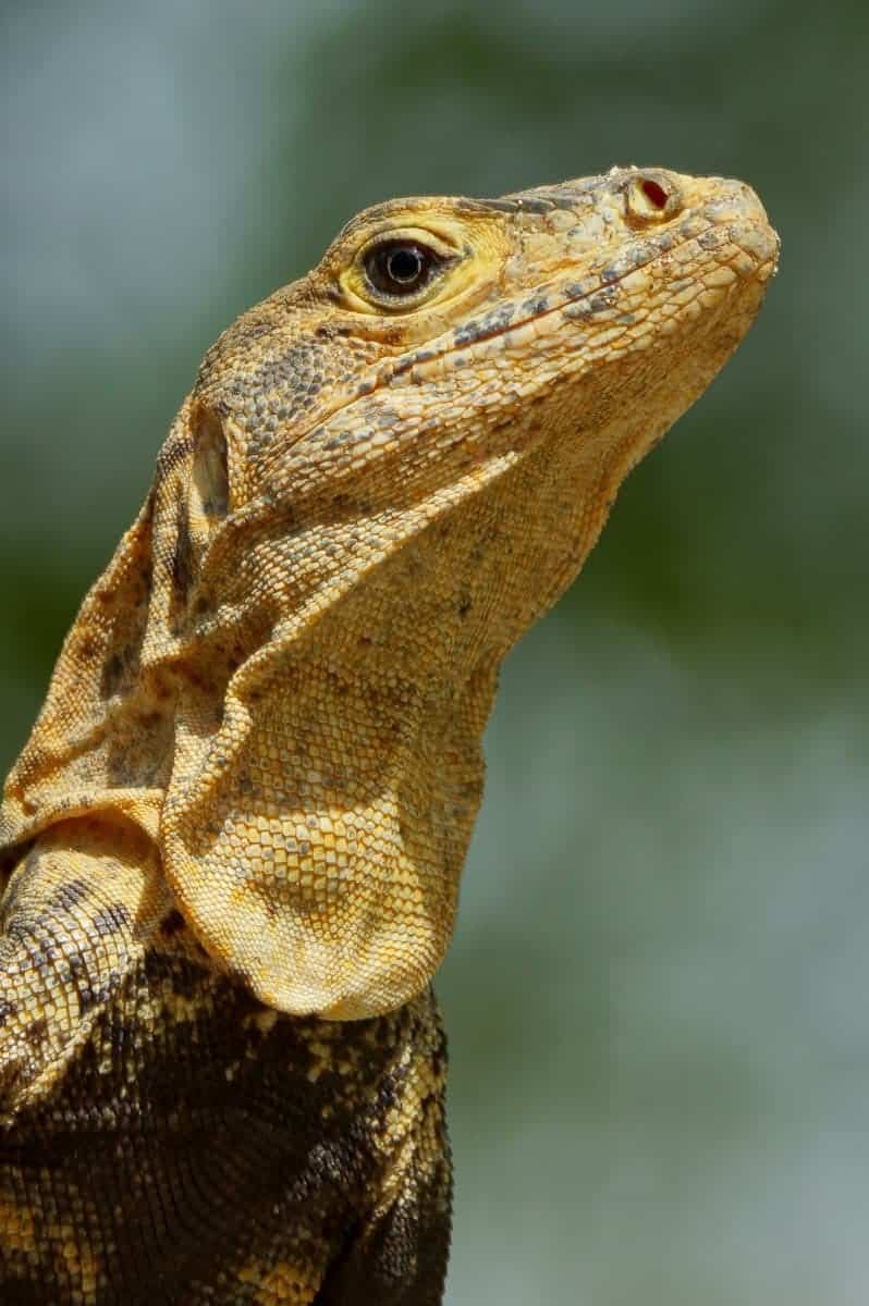 Groene Leguaan - Fotoreis Costa Rica