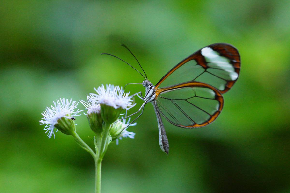 Vrolijk gekleurde vlinder in Costa Rica.