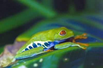 Fotoreis Brazilie - Roodoogkikker op een blad