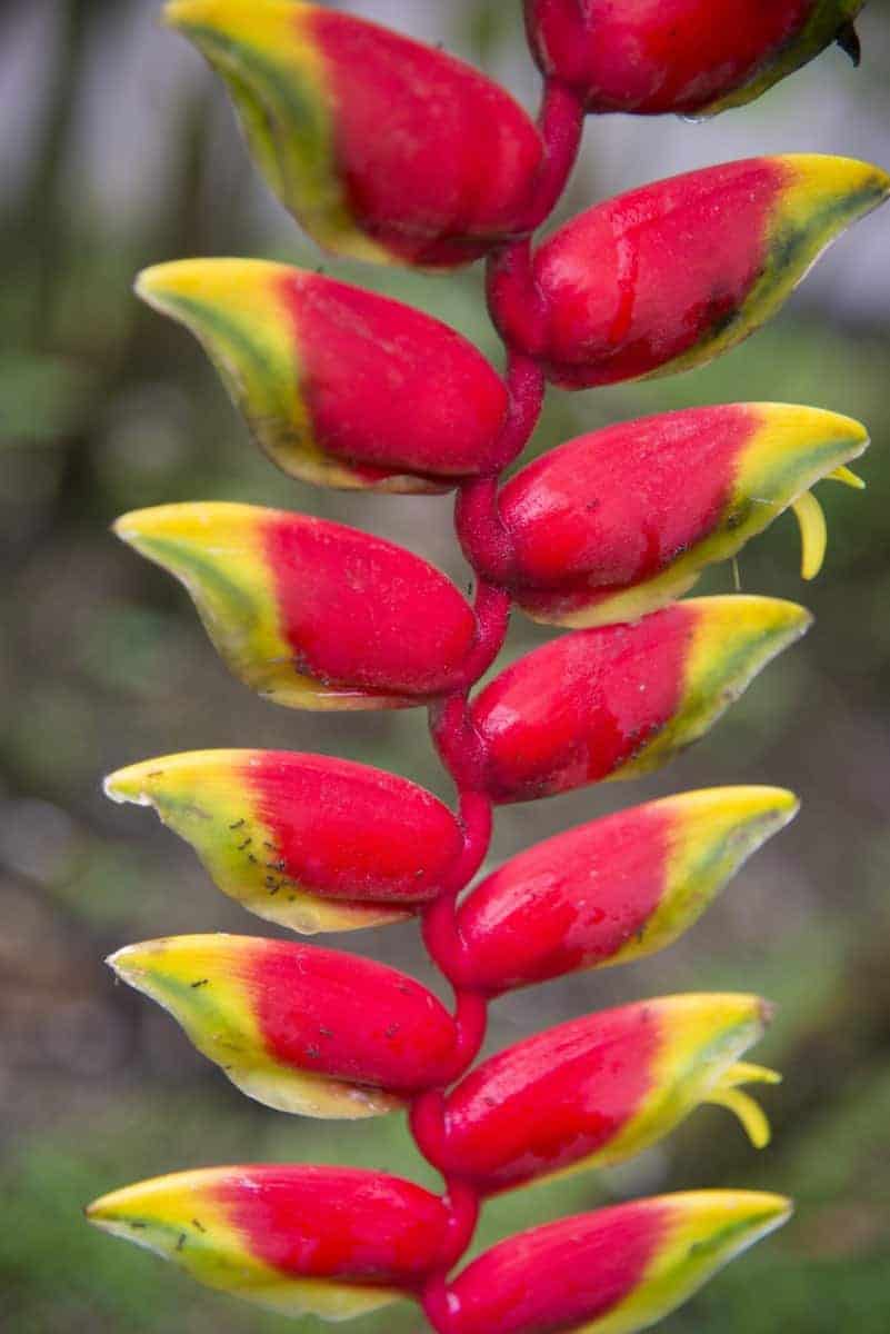 Rood met gele bloem. Rood met gele bloem.