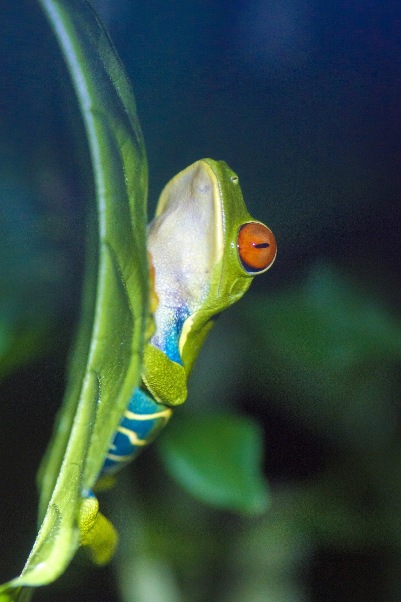 De roodoogmakikker is het symbool van Costa Rica. De roodoogmakikker is het symbool van Costa Rica.