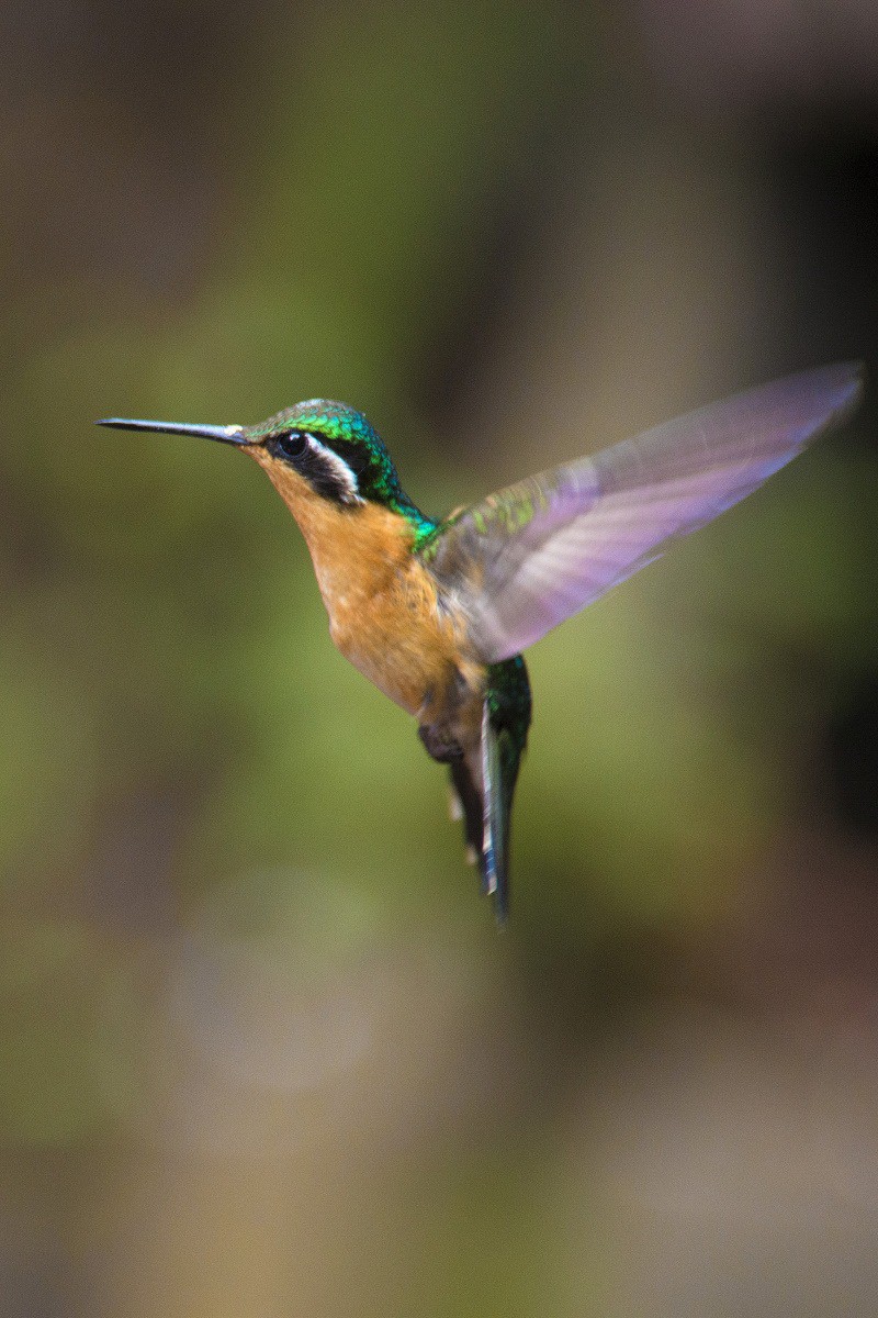 Vrolijk gekleurde kolibri in Costa Rica. Vrolijk gekleurde kolibri in Costa Rica.