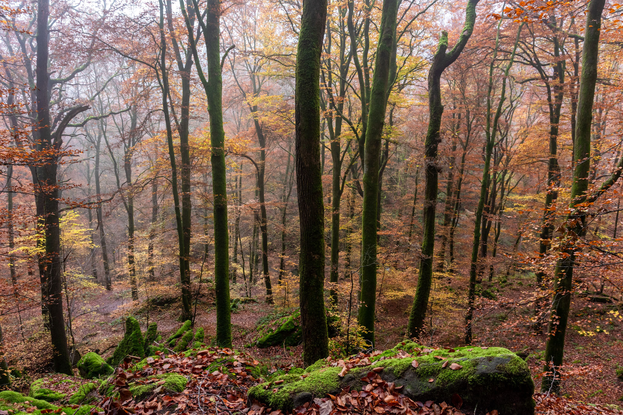 Mullerthall bos Fotoreis bos