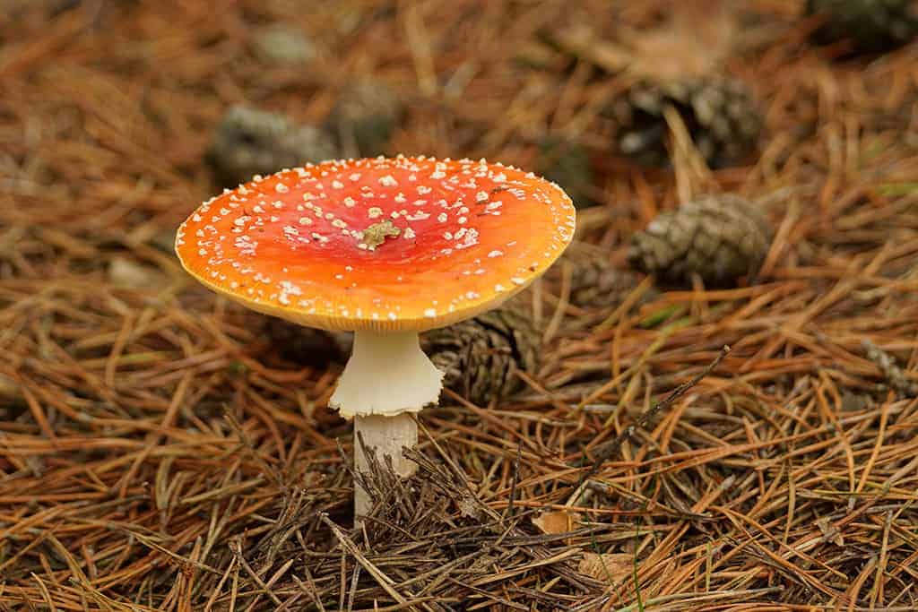 Hoe fotografeer ik een paddenstoel Hoe fotografeer ik een paddenstoel