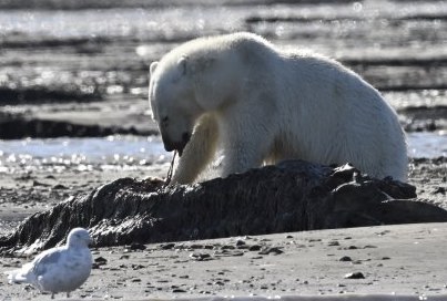 _DSC4368nice Fotoreis Spitsbergen