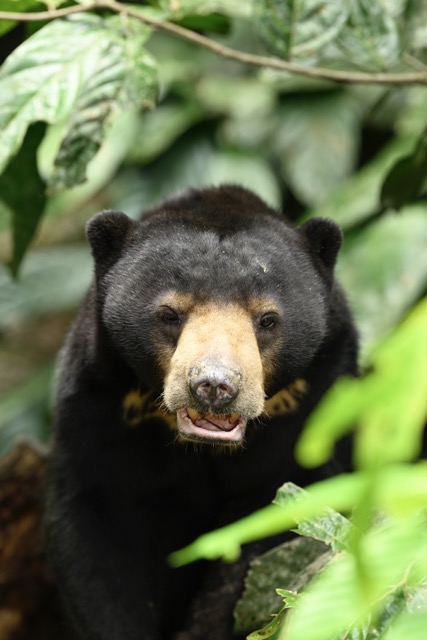 Fotografiereis Borneo Fotografiereis Borneo
