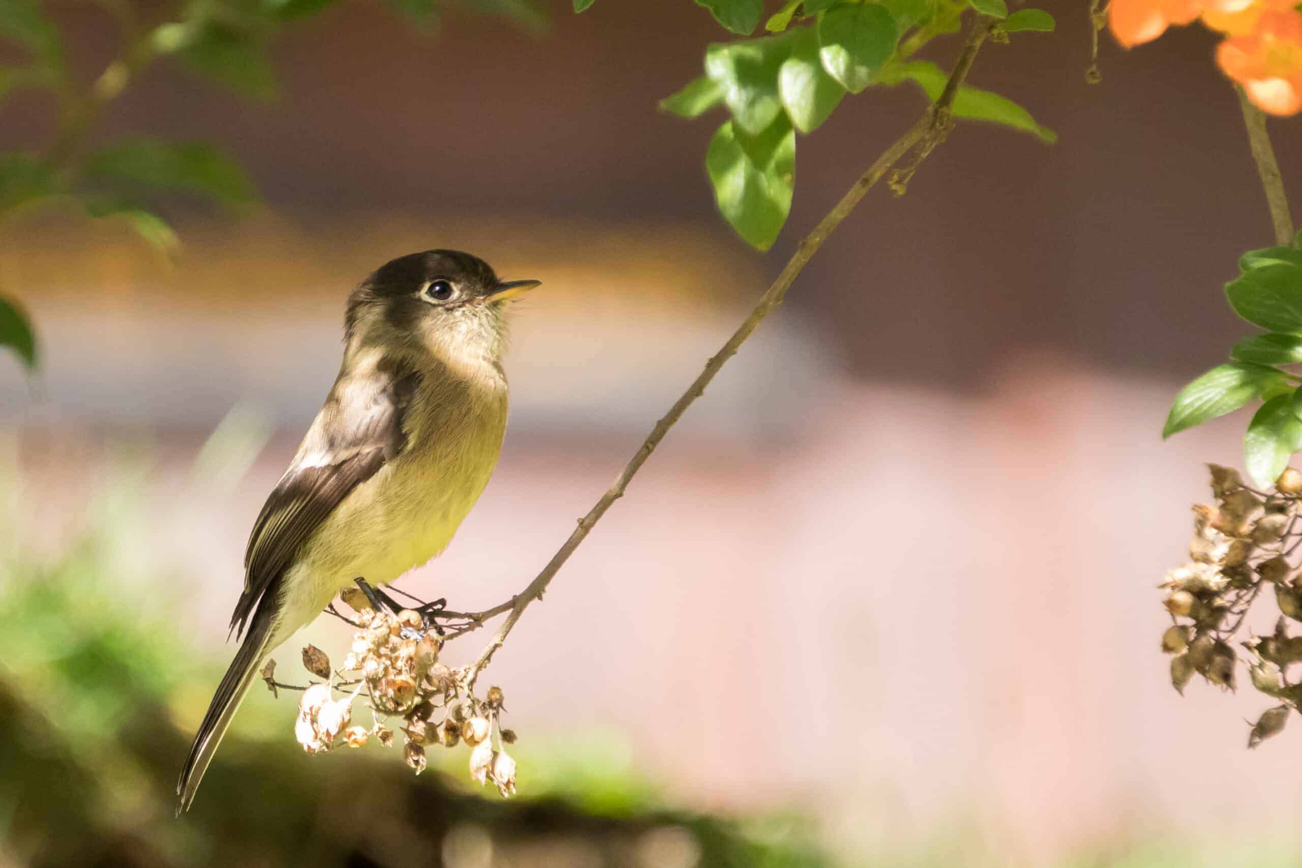 Mooi klein vogeltje op een tak - Costa Rica