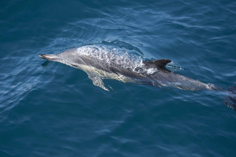 Dolfijn in het blauwe water