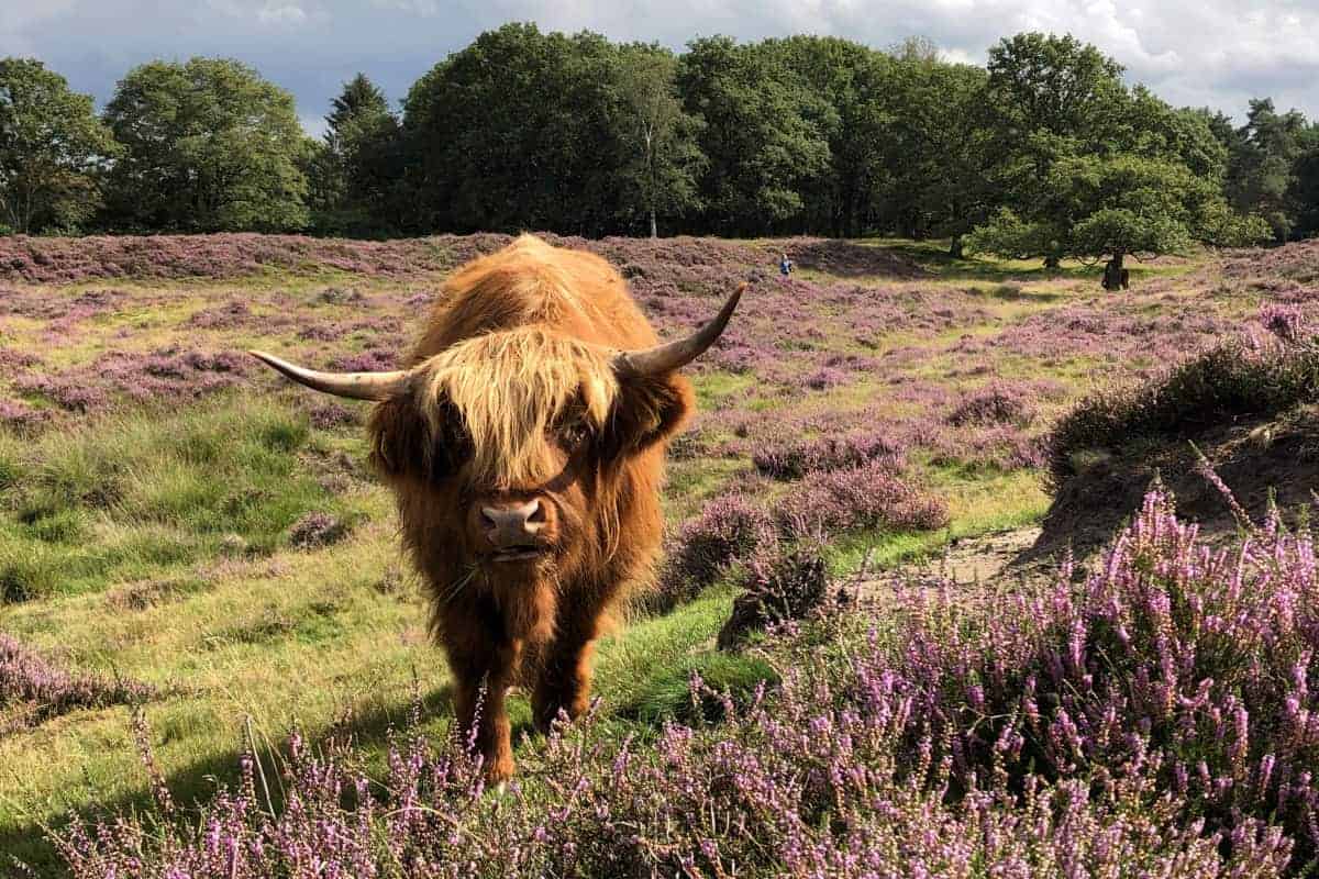 Schotse Hooglander op de Drentse heide - Fotografie-reizen Schotse Hooglander op de Drentse heide - Fotografie-reizen