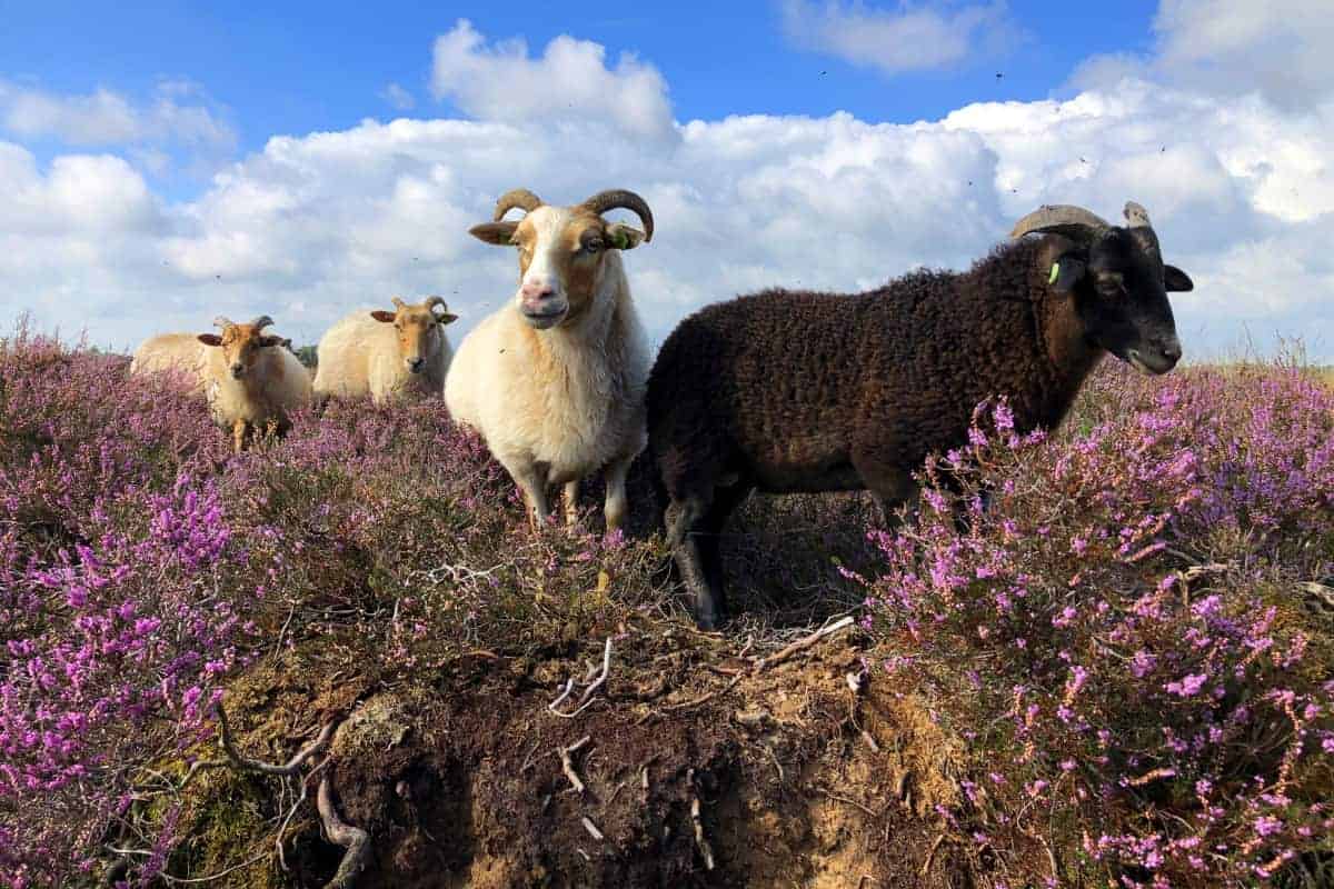 Schapen tussen de paarse heide - fotoreis Drenthe Schapen tussen de paarse heide - fotoreis Drenthe