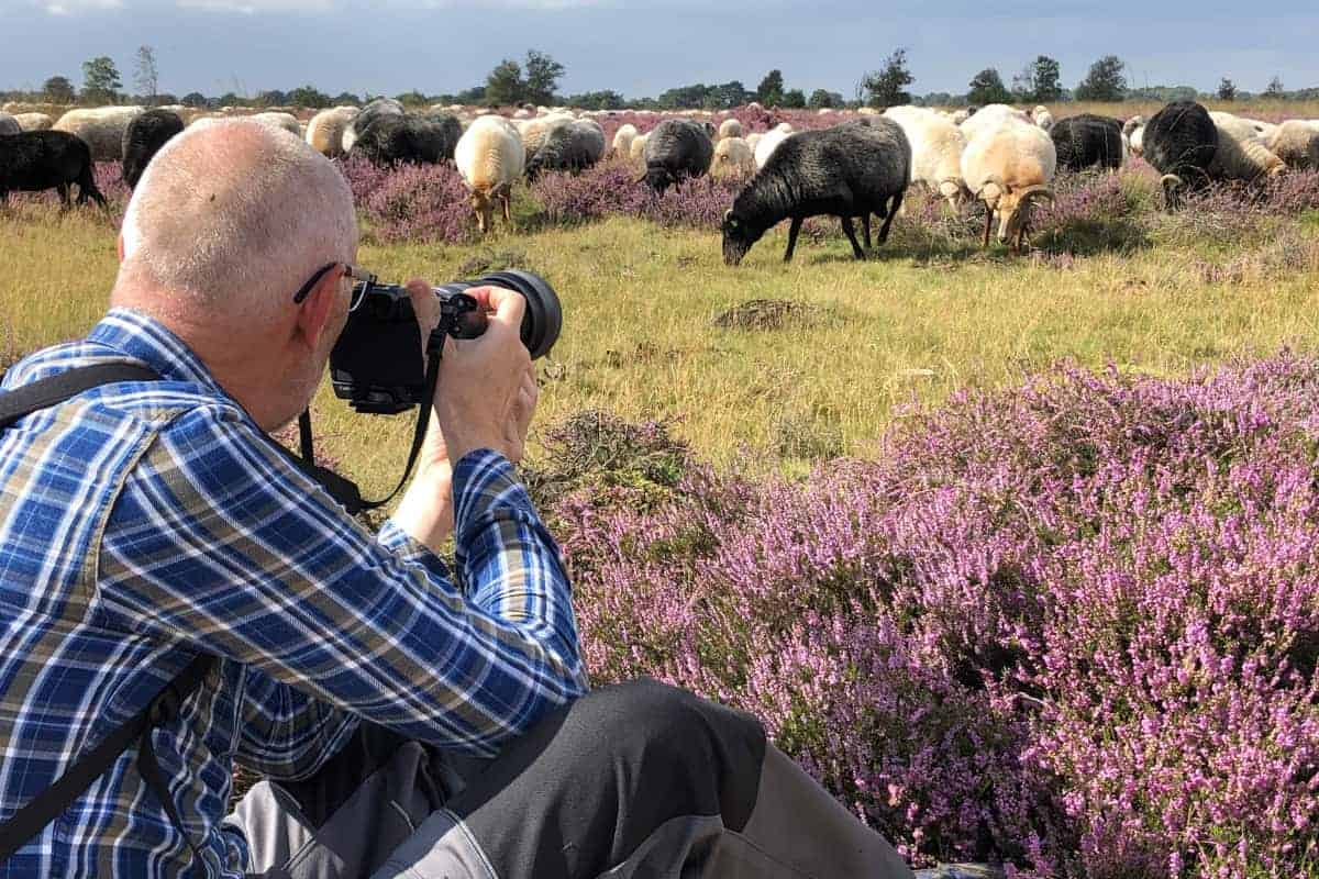 Deelnemer fotografeert schapenkudde tijdens fotoweekend Drenthe Deelnemer fotografeert schapenkudde tijdens fotoweekend Drenthe