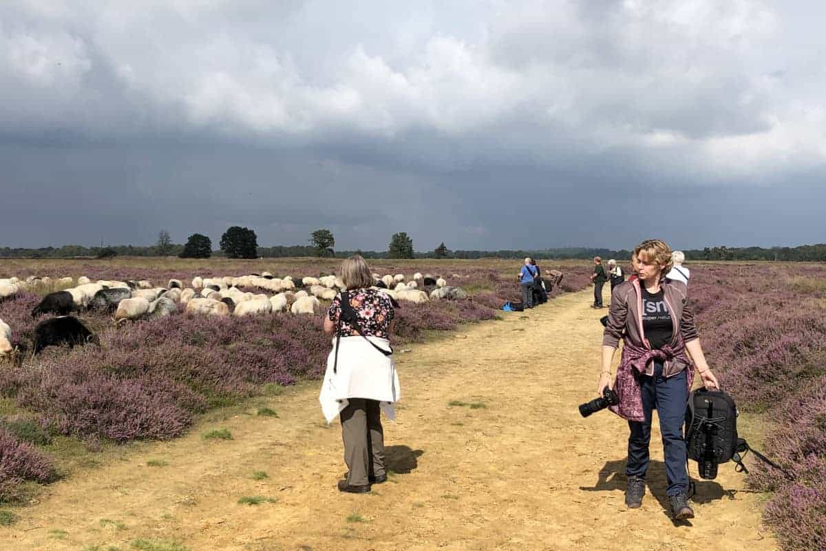 Deelnemers fotograferen schapen tijdens fotoweekend Drenthe Deelnemers fotograferen schapen tijdens fotoweekend Drenthe