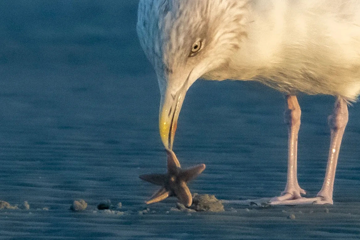Dronecursus Terschelling 17 Meeuw pakt zeester tijdens een dronecursus op Teerschelling