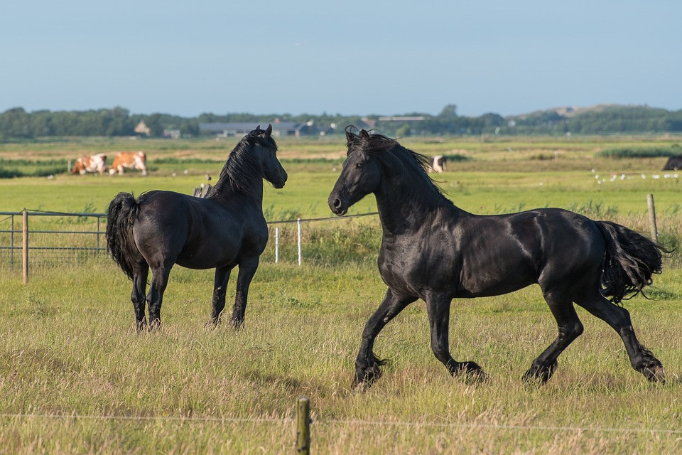 Dronereis Terschelling 1 Dronereis Terschelling paarden in de wei