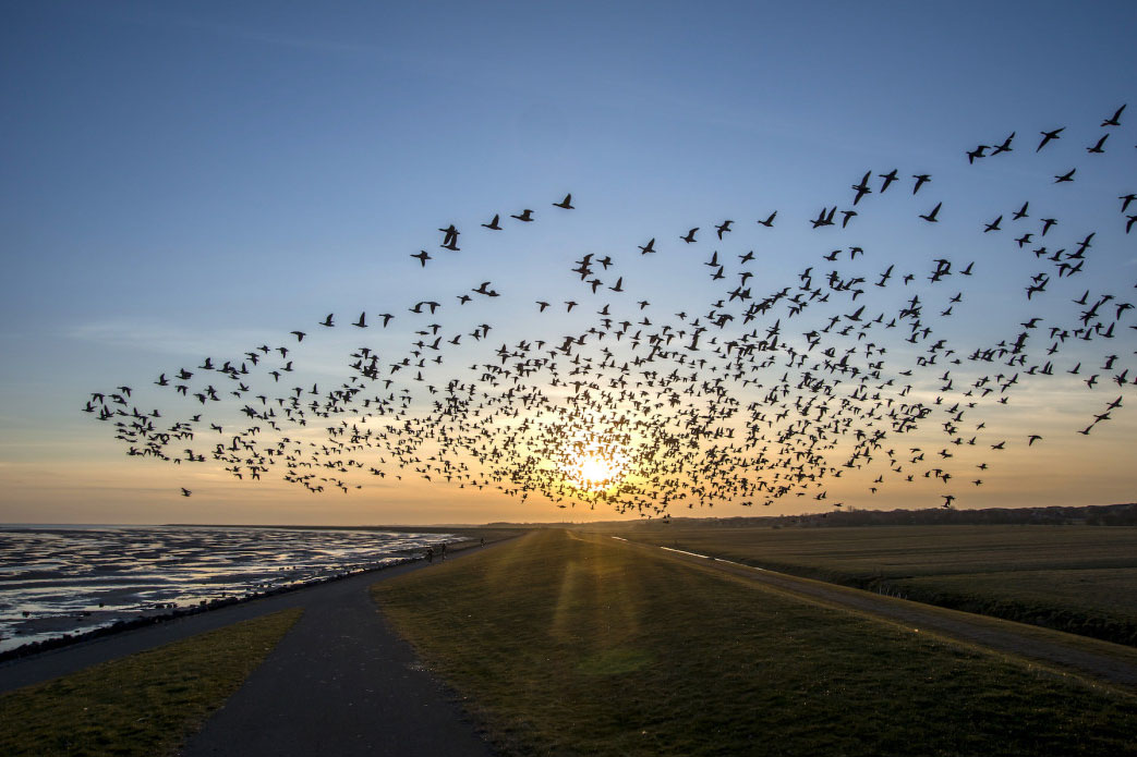 Dronereis Terschelling vogels boven het wad gefotografeerd tijdens een dronecursus