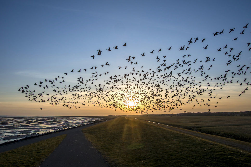 Dronereis Terschelling 4 Dronereis Terschelling vogels boven het wad gefotografeerd tijdens een dronecursus
