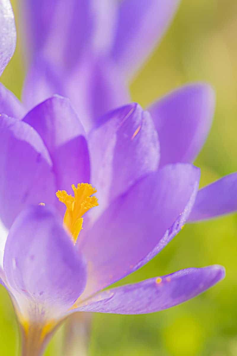 Fotocursus macrofotografie paarse krokus Fotocursus macrofotografie paarse krokus