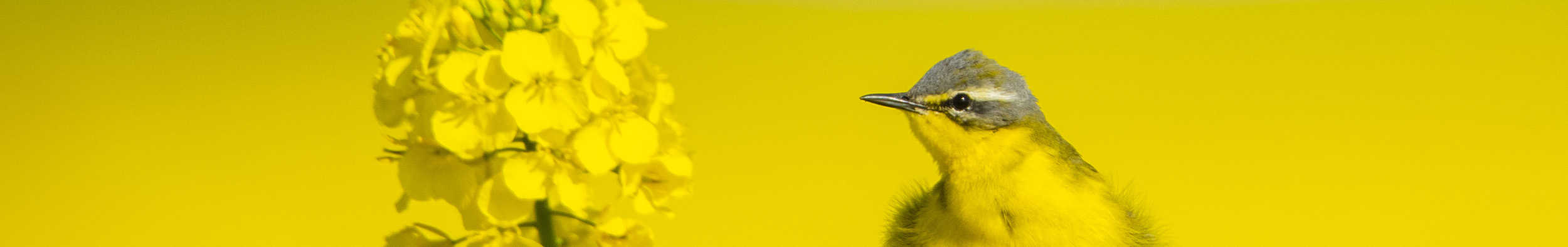 Fotografie Tips Gele kwikstaart in koolzaad header Fotografie Tips van Fotografie-reizen Gele kwikstaart in koolzaad