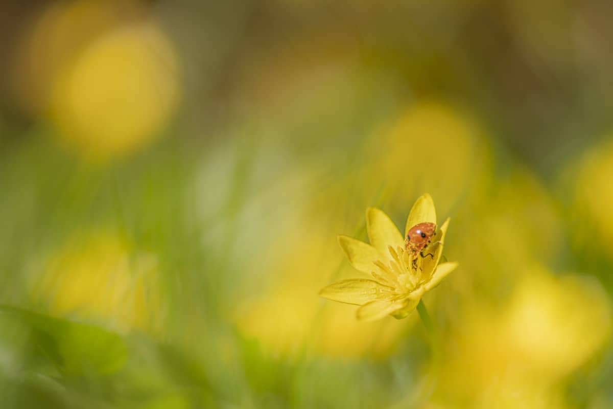 Fotografie cursus Macro fotografie lieveheersbeestje 03 Fotografie cursus Macro fotografie lieveheersbeestje op bloem