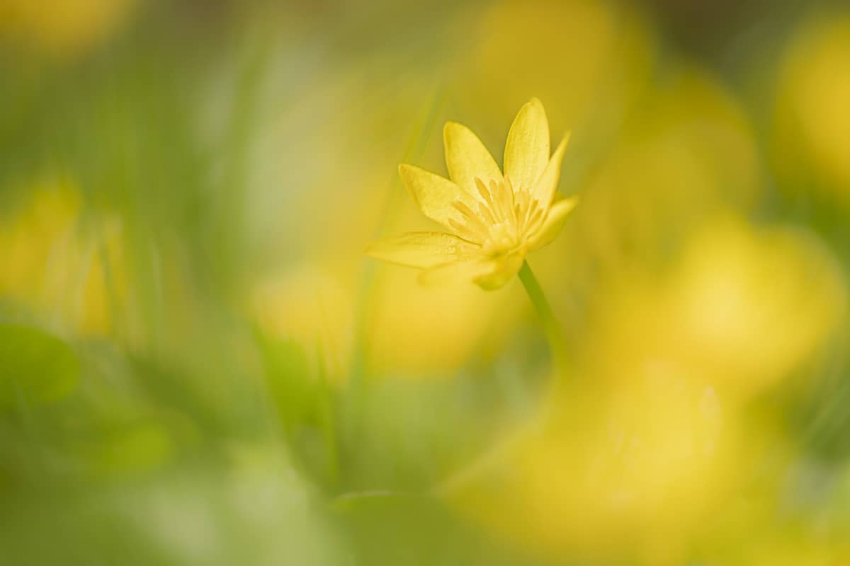 Fotografie cursus Macro fotografie lieveheersbeestje 04 Fotografie cursus Macro fotografie gele bloem