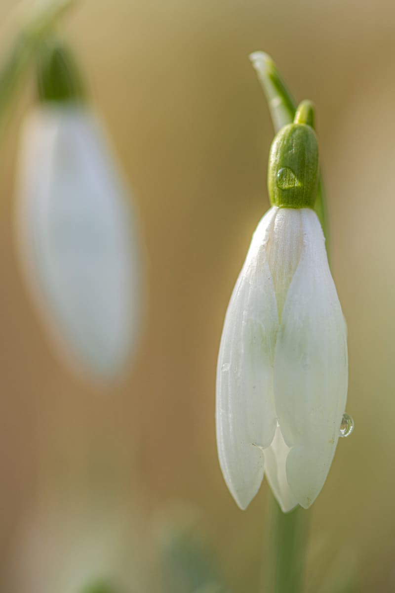 Fotografie cursus Macro fotografie sneeuwklokje klein 17 Witte krokus