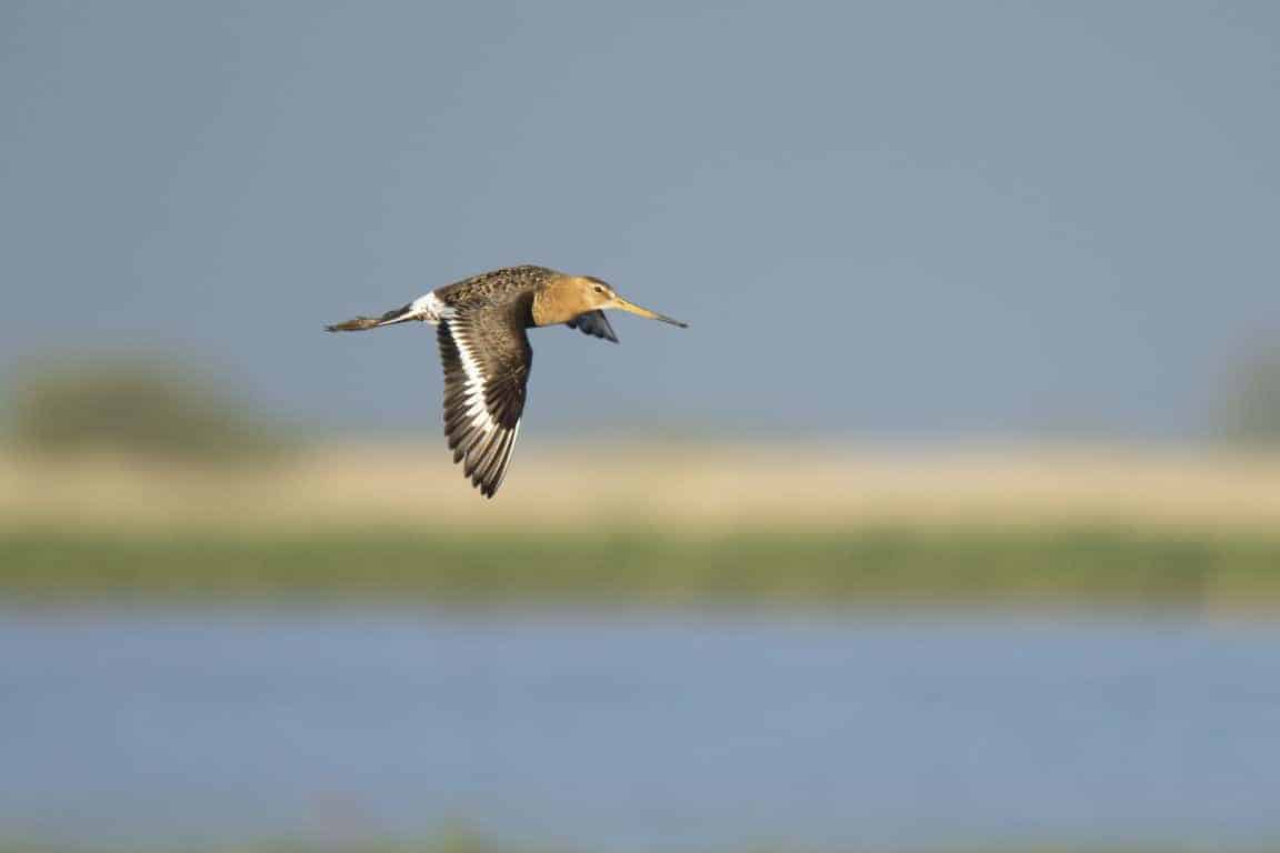 Fotografie cursus Workshop wildlife fotografie - Grutto (2) Fotografie cursus Workshop wildlife fotografie - Grutto