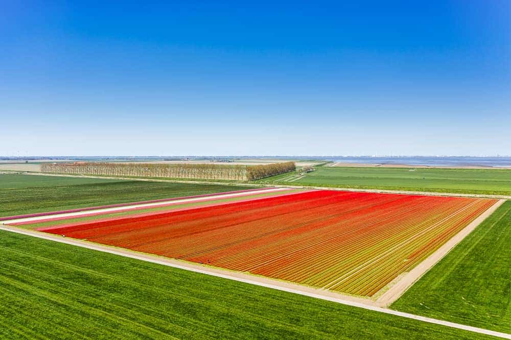 Fotografie cursus dronefotografie cc polder bollenveld Fotografie cursus dronefotografie cc polder bollenveld