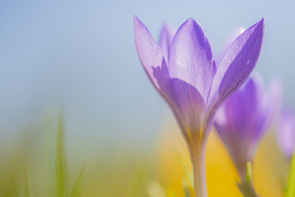 Fotografie cursus macrofotografie paarse krokus Fotografie cursus macrofotografie paarse krokus