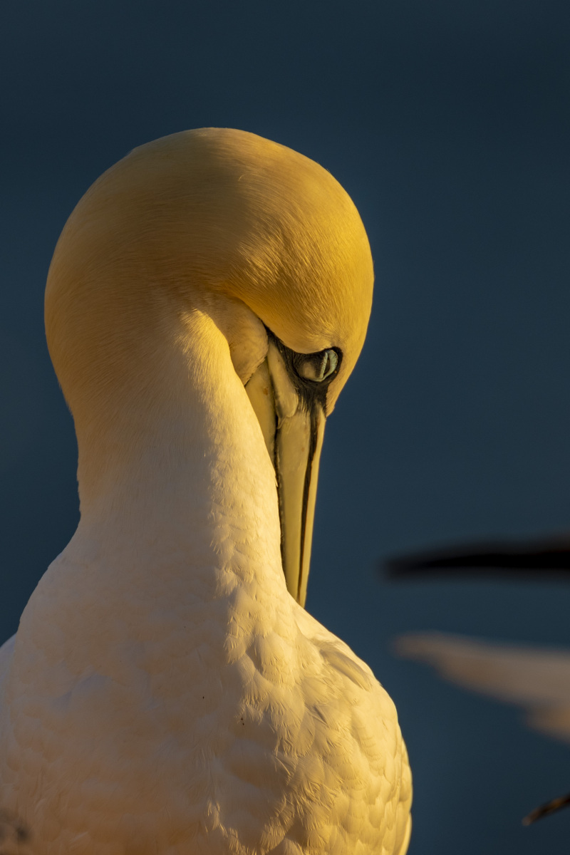 Fotografie reis Helgoland Jan van Genten 1 Fotografie reis Helgoland Jan van Genten
