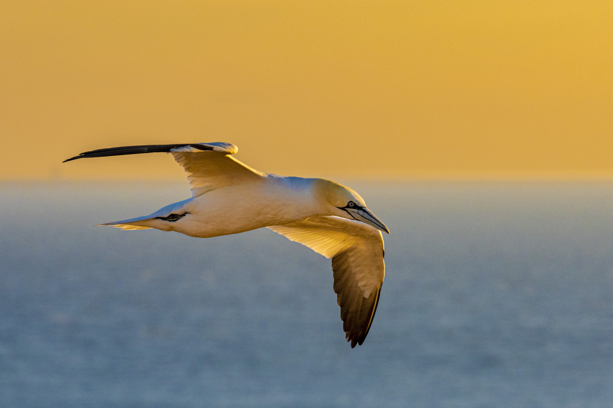Fotografie reis Helgoland Jan van Genten 10 Fotografie reis Helgoland Jan van Genten