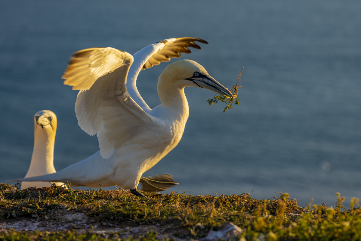 Fotografie reis Helgoland Jan van Genten 4 Fotografie reis Helgoland Jan van Genten
