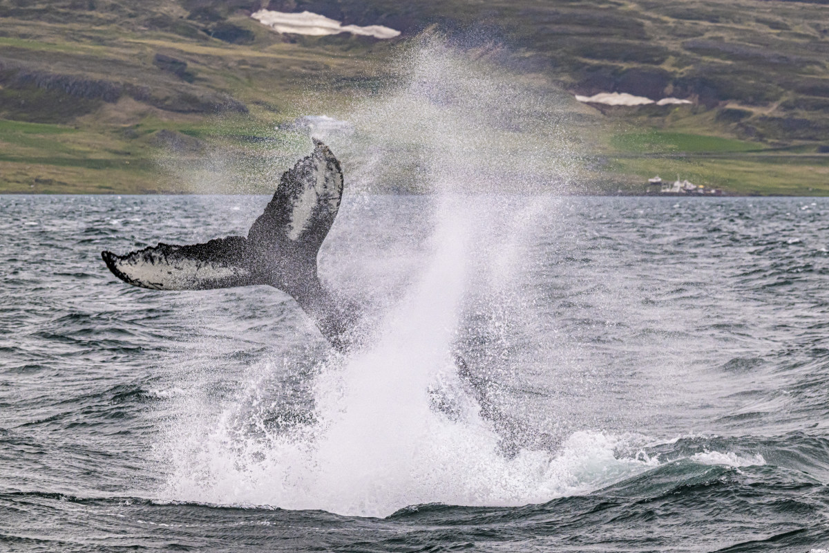 Fotografie reis IJsland Westfjorden 11 Walvisexcursie tijdens de Fotoreis IJsland Westfjorden