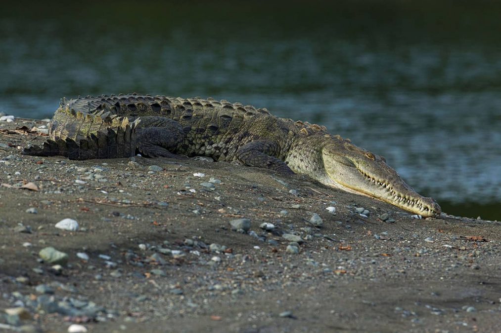 Krokodil langs het water