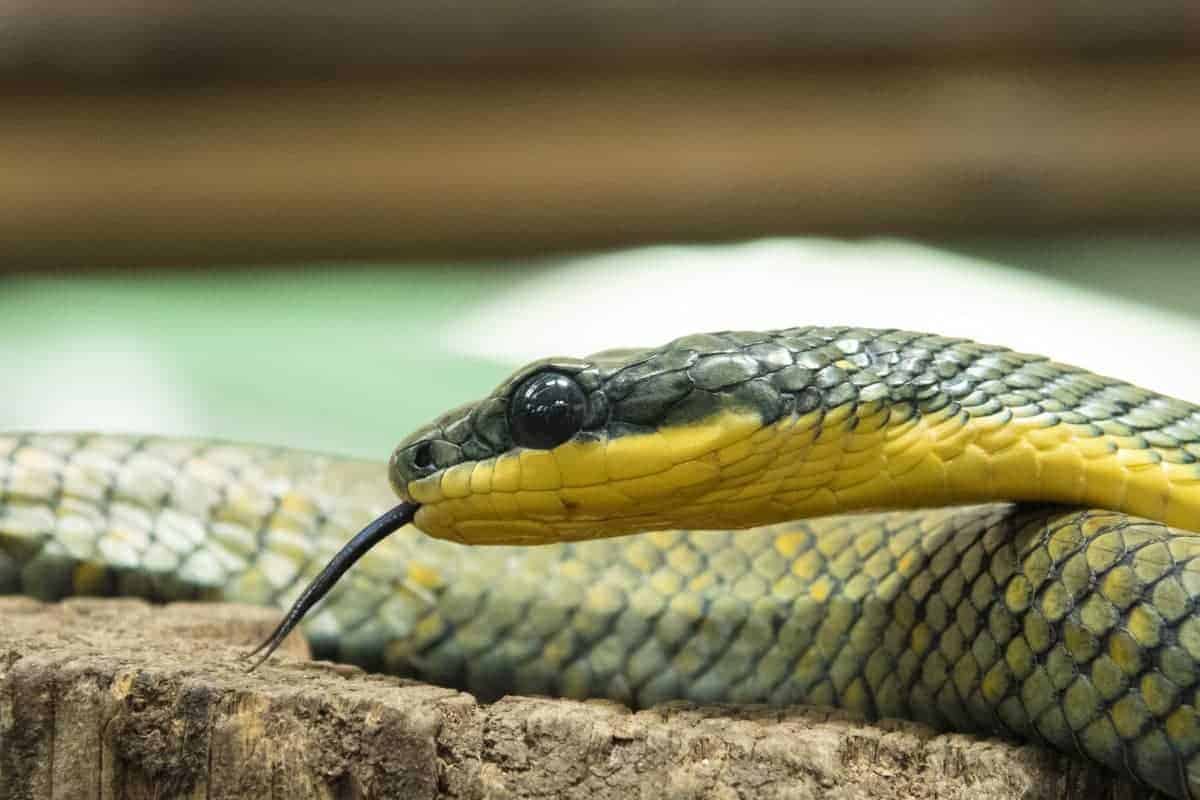 Fotografie tip Fotograferen van slangen met tong