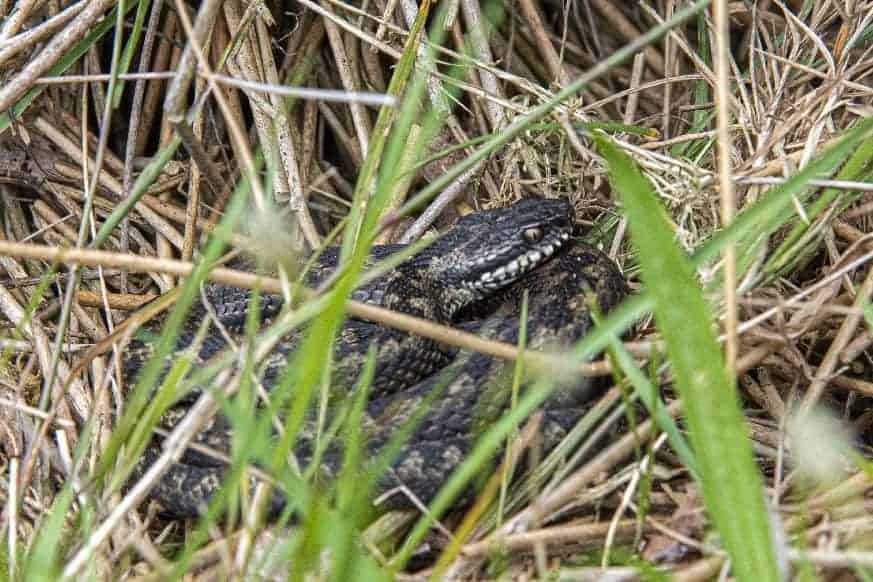 Fotografie tip Fotograferen van slangen 4_01 Fotografie tip Fotograferen van slangen Adder in het gras