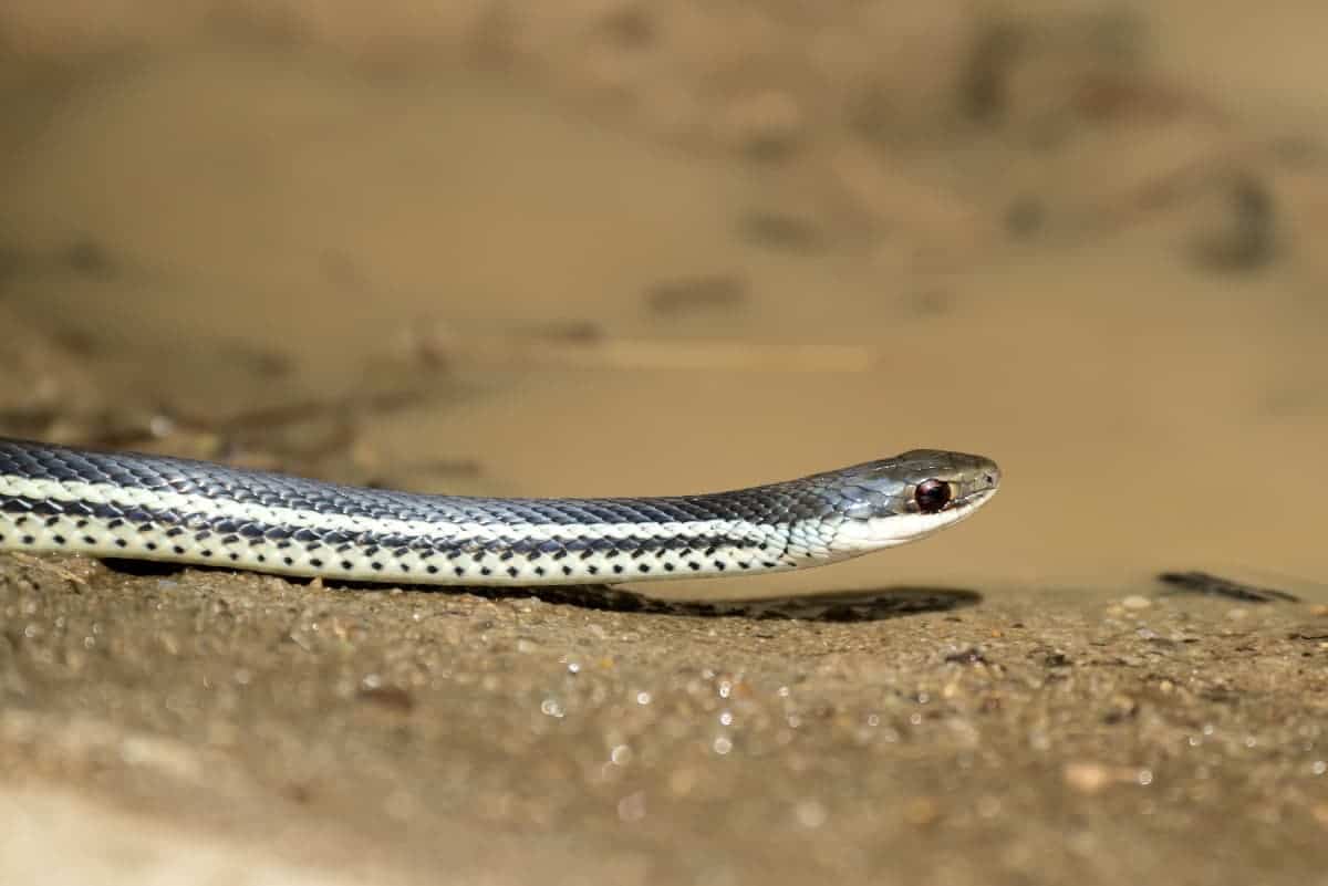 Fotografie tip Fotograferen van slangen